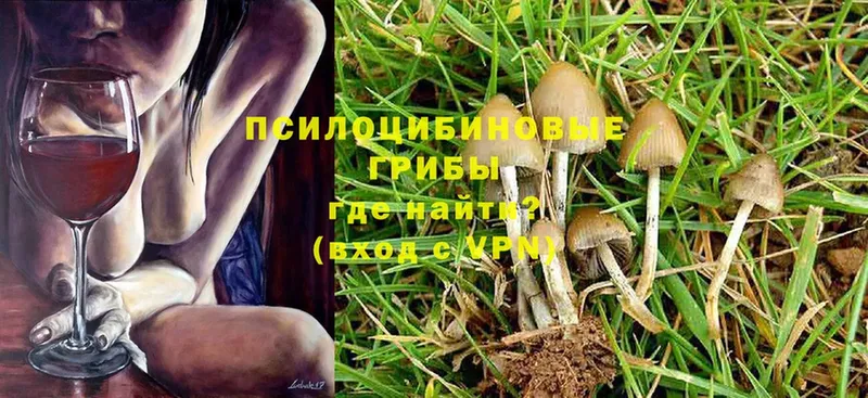 Галлюциногенные грибы Psilocybine cubensis  блэк спрут вход  Братск 